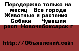 Передержка только на месяц - Все города Животные и растения » Собаки   . Чувашия респ.,Новочебоксарск г.